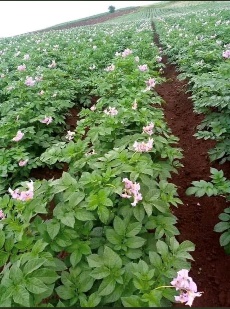 Afbeelding met buitenshuis, Bodembedekker, kruid, Eenjarige plant

Door AI gegenereerde inhoud is mogelijk onjuist.