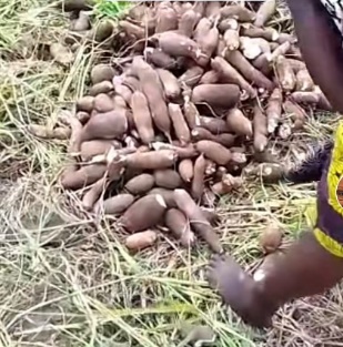 Afbeelding met buitenshuis, cassava, groente, persoon

Door AI gegenereerde inhoud is mogelijk onjuist.