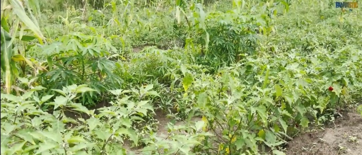 Afbeelding met buitenshuis, oogst, kruid, gras

Door AI gegenereerde inhoud is mogelijk onjuist.