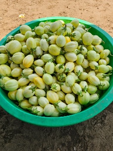 Afbeelding met grond, produceren, Natuurlijke voeding, Vegetarisch eten

Door AI gegenereerde inhoud is mogelijk onjuist.