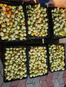 Afbeelding met voedsel, olijf, Natuurlijke voeding, fruit

Door AI gegenereerde inhoud is mogelijk onjuist.