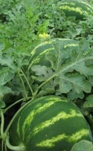 Afbeelding met meloen, fruit, watermeloen, Citrullus Door AI gegenereerde inhoud is mogelijk onjuist.